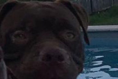 Vermisstmeldung Hund  Weiblich , 3 jahre Macouria Frankreich