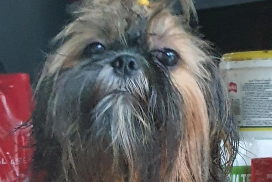 Alerte Disparition Chien Femelle , 1 ans Roura France Alerte Disparition Chien Femelle , 1 ans Roura France