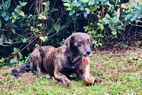 Alerte Découverte Chien Femelle Roura France